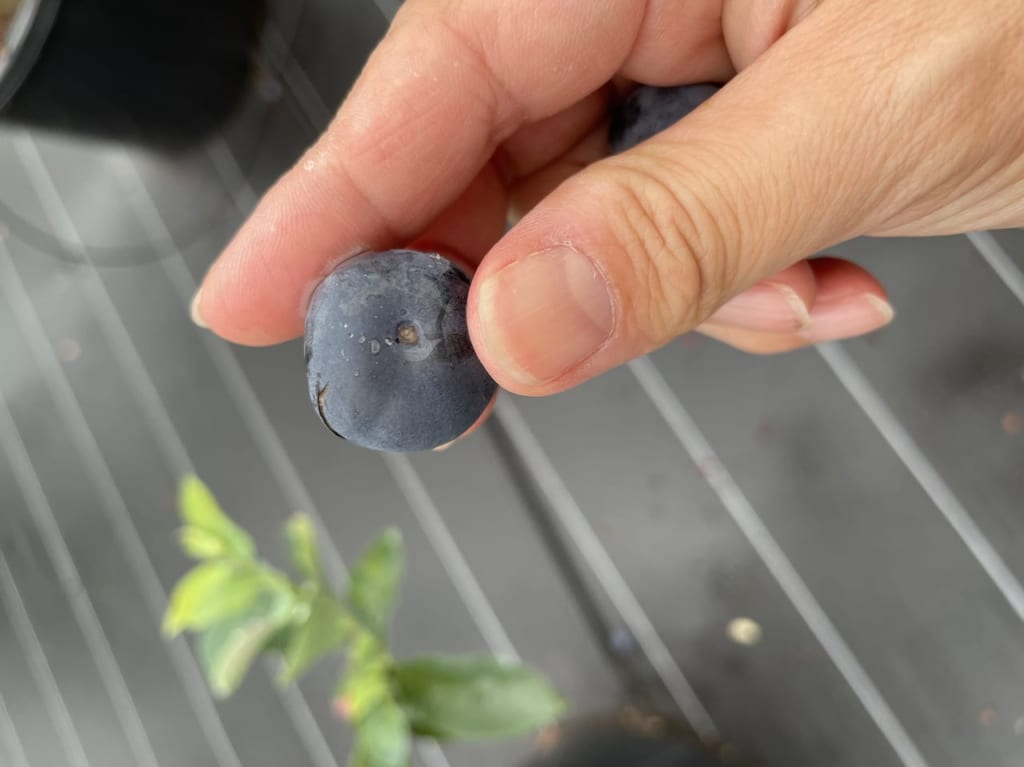 ワイルドふぁーむ