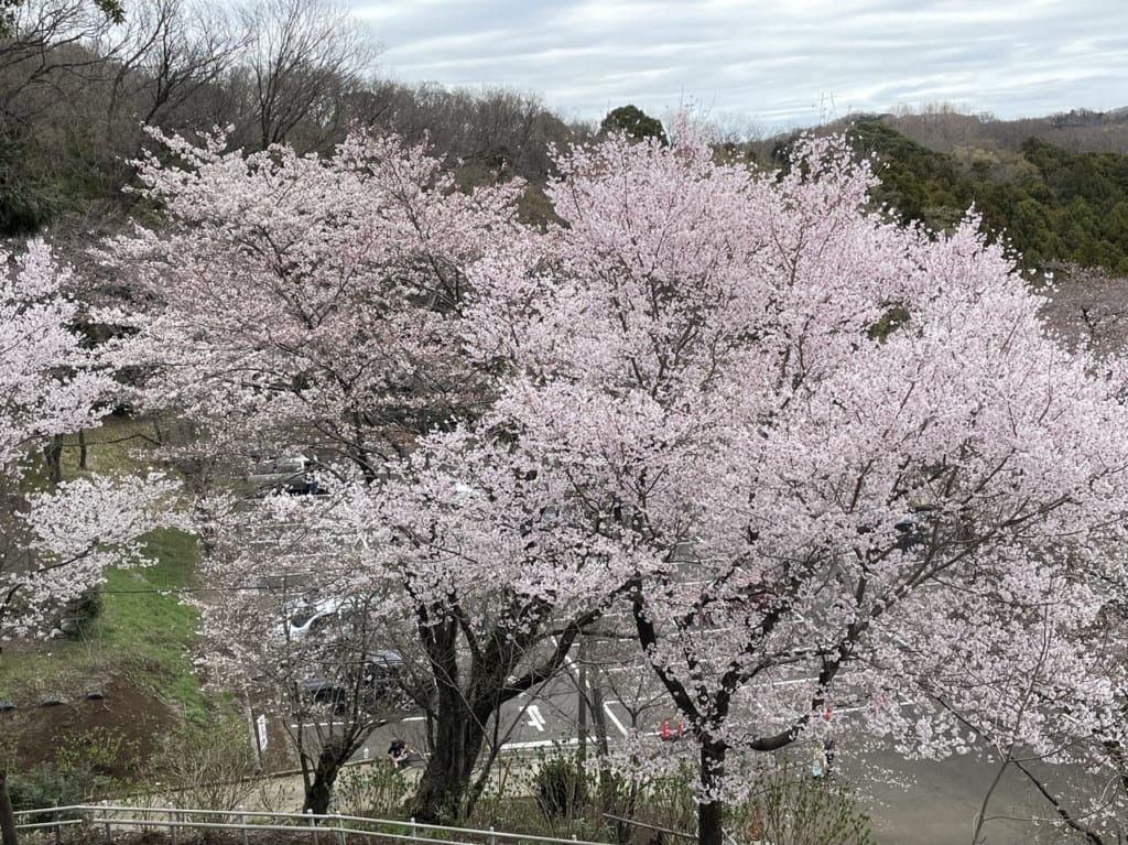 飯山の桜