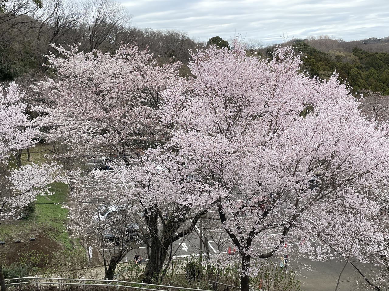飯山の桜