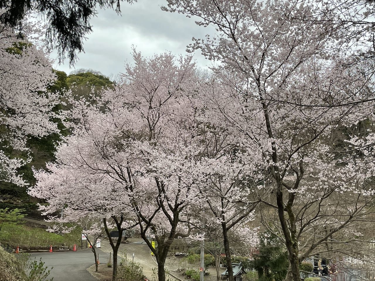飯山の桜