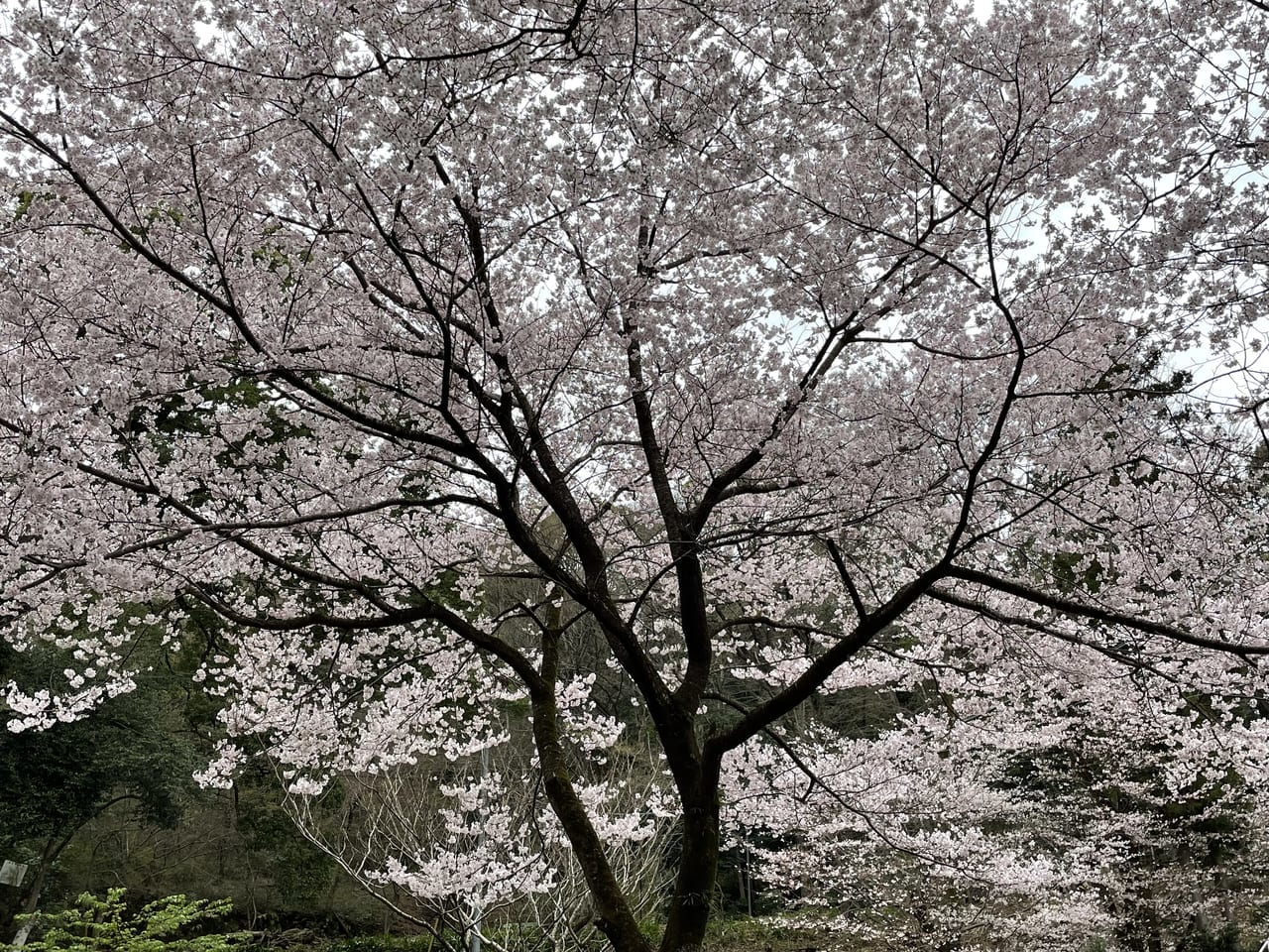 飯山桜