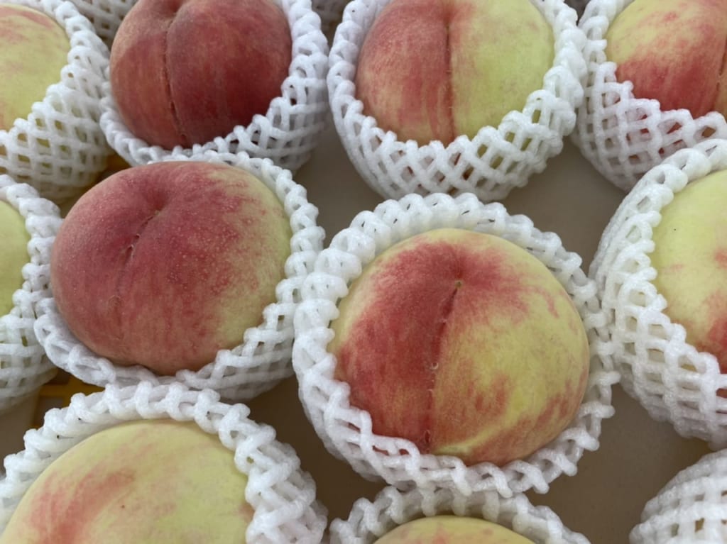 井上としお桃園