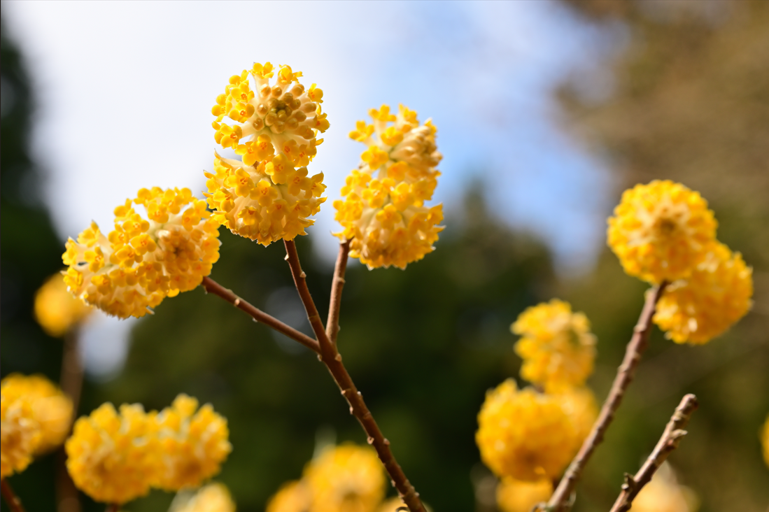 不動尻森林セラピー